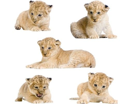Wallstickers dyr No.647 Lion Babies Set