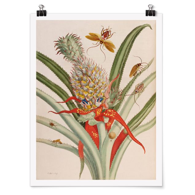 Billeder blomster Anna Maria Sibylla Merian - Pineapple With Insects