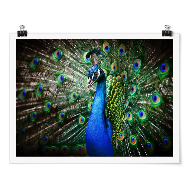 Billeder moderne Noble Peacock