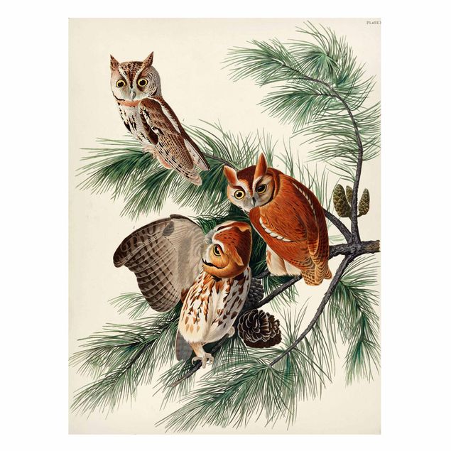 Billeder træer Vintage Board Screech Owl