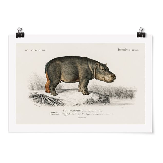 Plakater landskaber Vintage Board Hippo