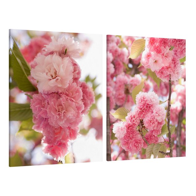 Billeder blomster Japanese Cherry