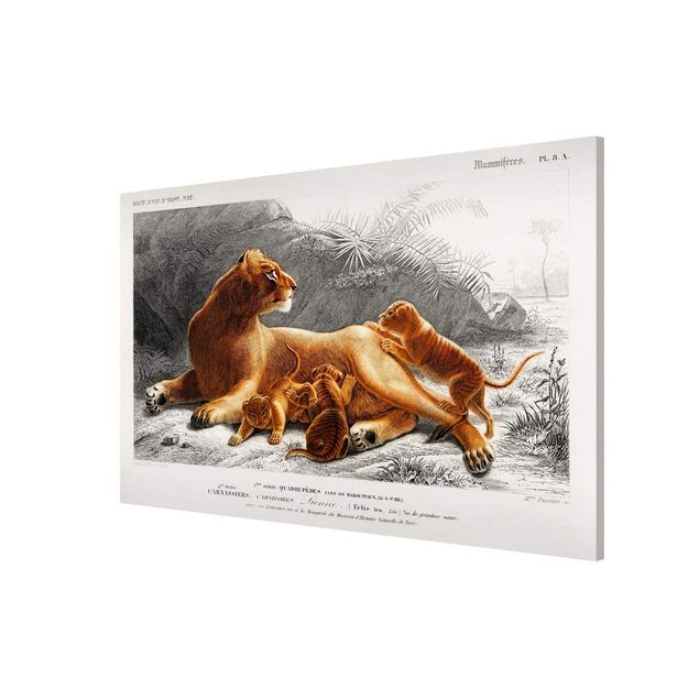 Billeder landskaber Vintage Board Lioness And Lion Cubs