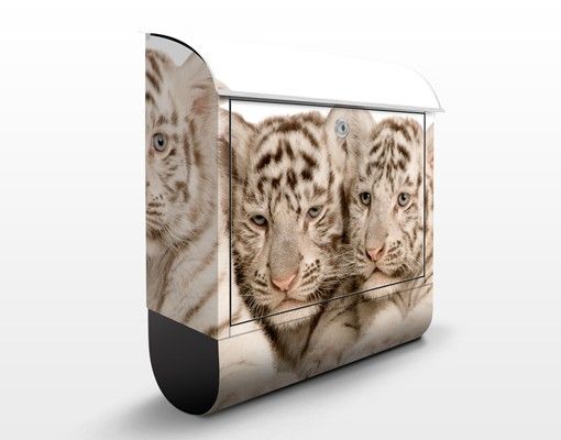 Postkasser dyr Bengal Tiger Babys
