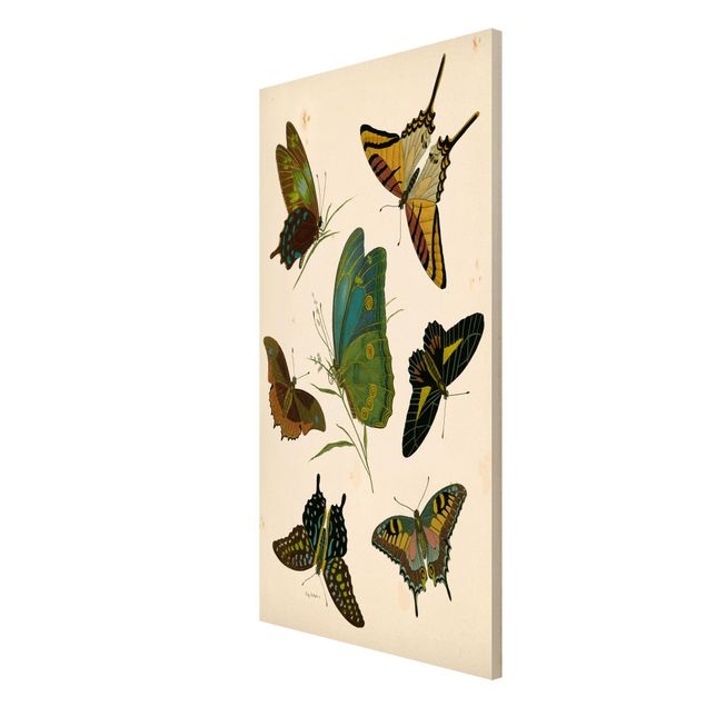 Magnettavler dyr Vintage Illustration Exotic Butterflies