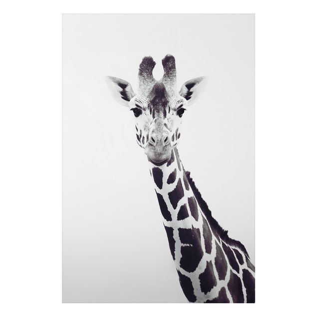Billeder giraffer Giraffe Portrait In Black And White