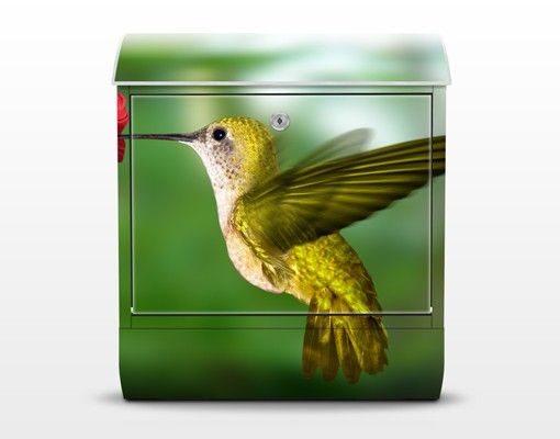 Postkasser dyr Hummingbird And Flower
