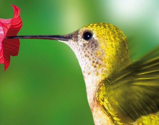 Postkasser Hummingbird And Flower