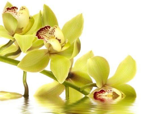Postkasser Elegant Orchid Waters