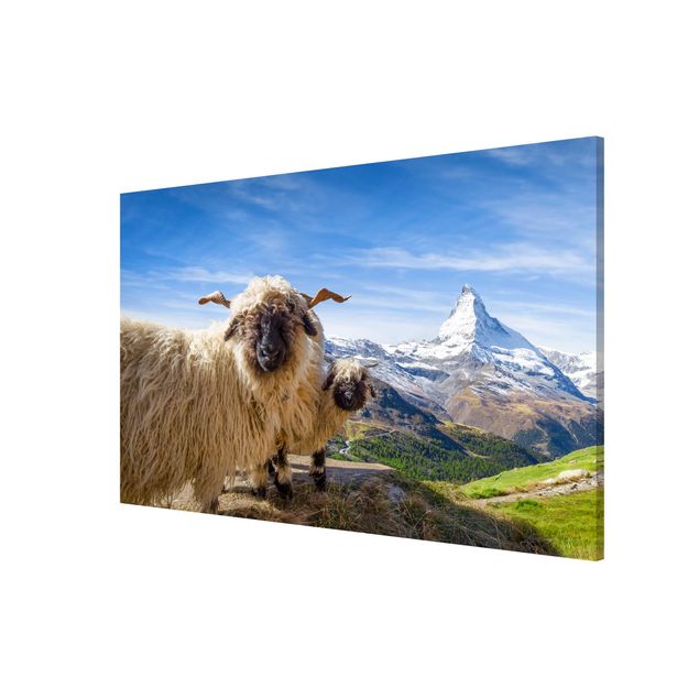 Billeder bjerge Blacknose Sheep Of Zermatt