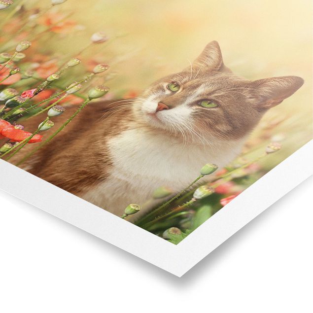 Plakater blomster Cat In A Field Of Poppies
