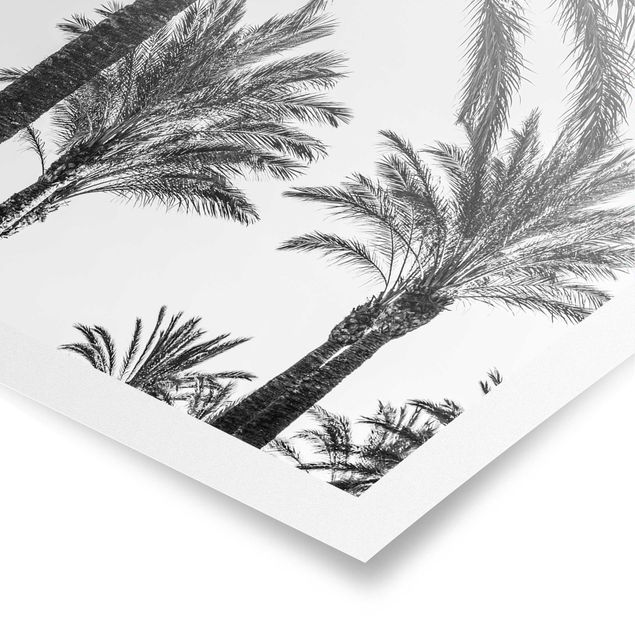 Billeder blomster Palm Trees At Sunset Black And White