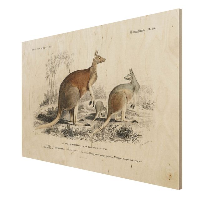 Billeder Vintage Board Kangaroo