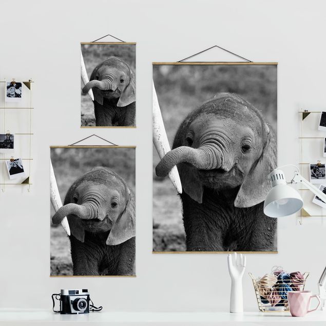 Billeder Baby Elephant
