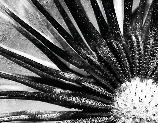 Postkasser sort Dandelion Black & White