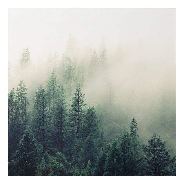 Billeder træer Foggy Forest Awakening