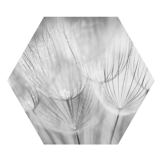 Billeder sort og hvid Dandelions Macro Shot In Black And White