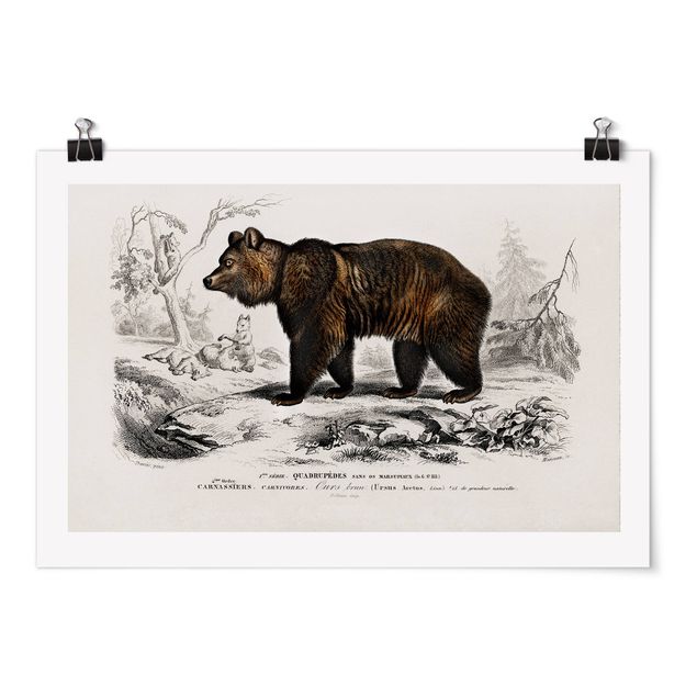 Plakater dyr Vintage Board Brown Bear
