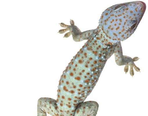 Postkasser Nosey Geckos