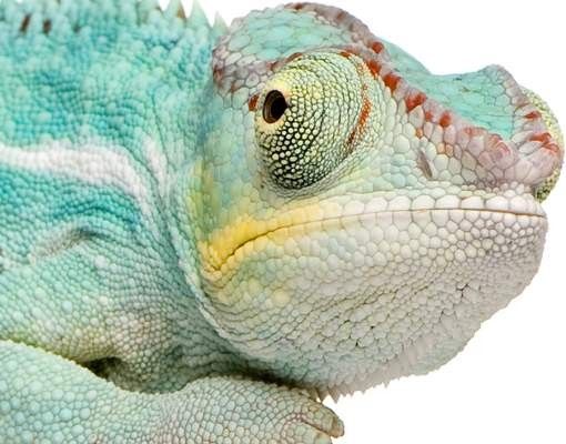 Postkasser Blue Chameleon