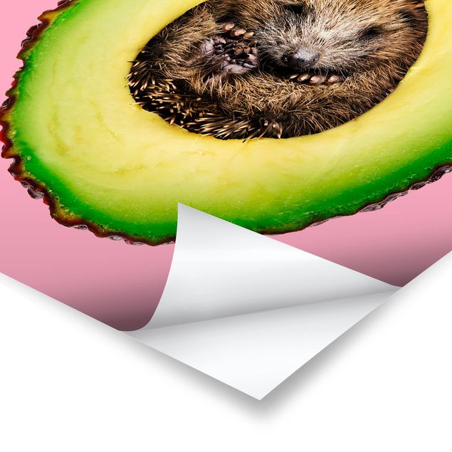 Billeder Avocado With Hedgehog