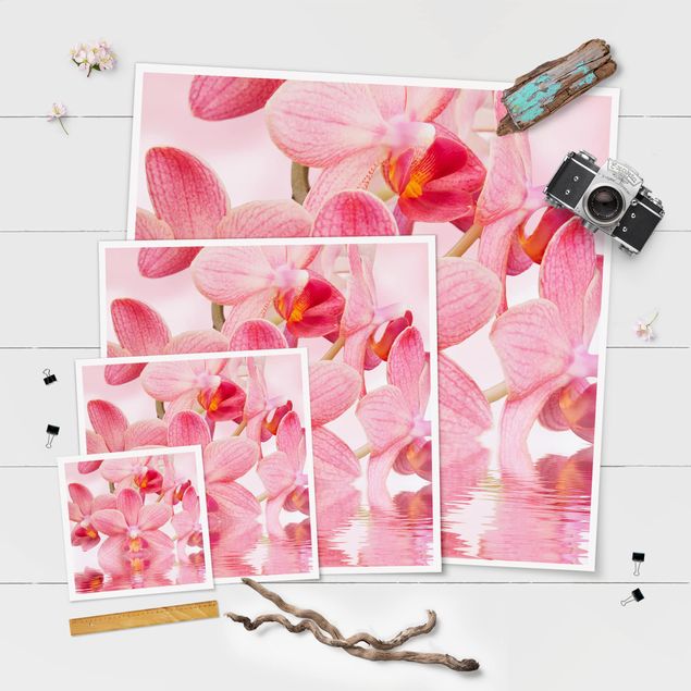 Plakater Light Pink Orchid On Water
