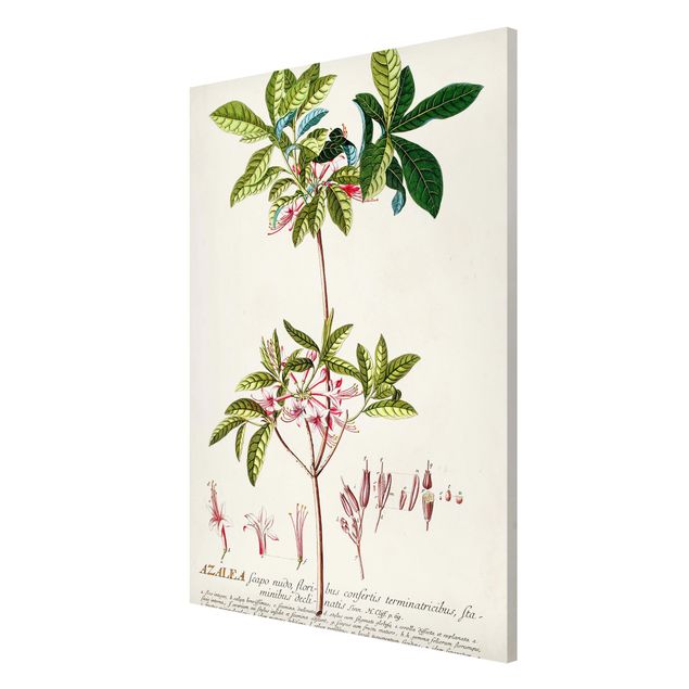 Billeder blomster Vintage Botanical Illustration Azalea