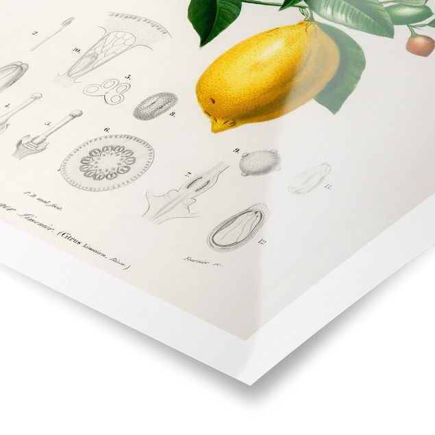 Billeder Botany Vintage Illustration Of Lemon