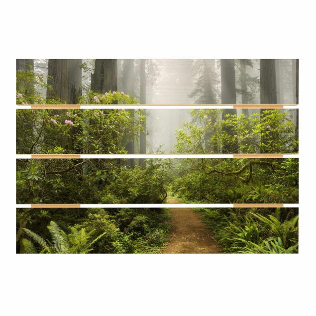 Billeder Misty Forest Path
