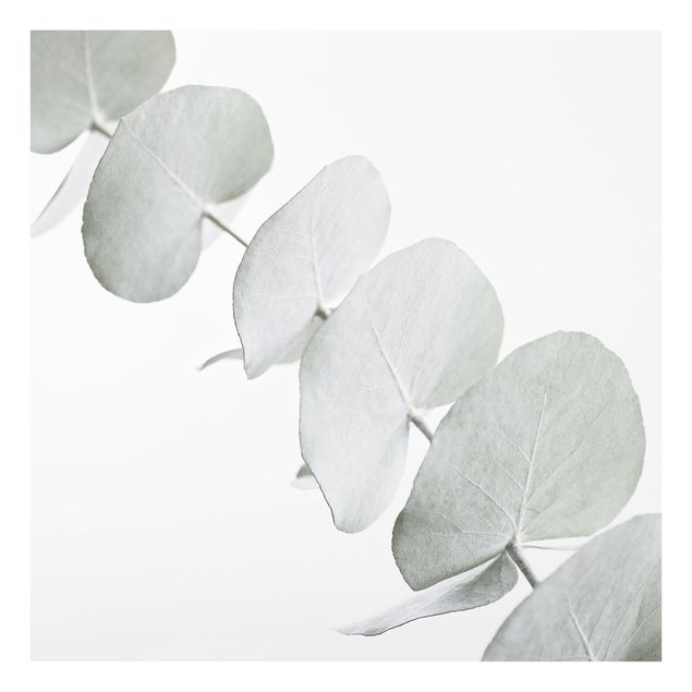 Billeder Monika Strigel Eucalyptus Branch In White Light
