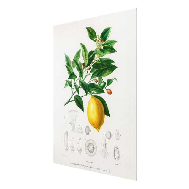 Billeder blomster Botany Vintage Illustration Of Lemon