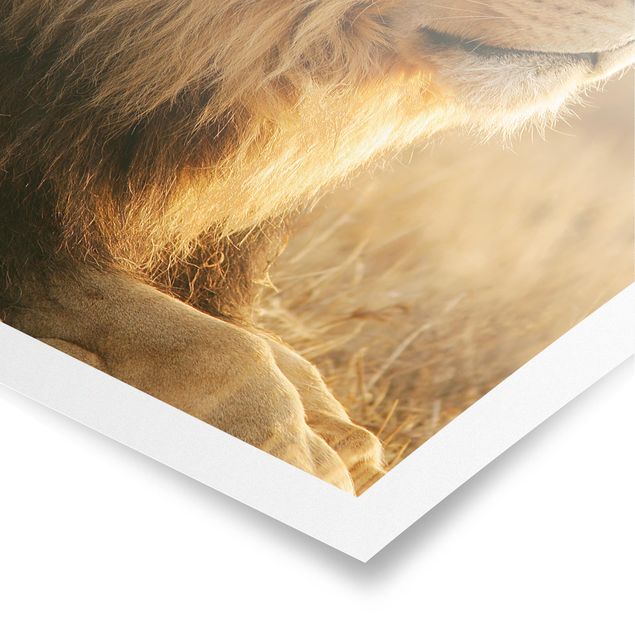Billeder moderne King Lion