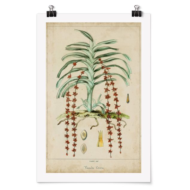 Billeder blomster Vintage Board Exotic Palms IV