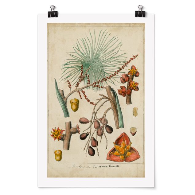 Billeder blomster Vintage Board Exotic Palms III