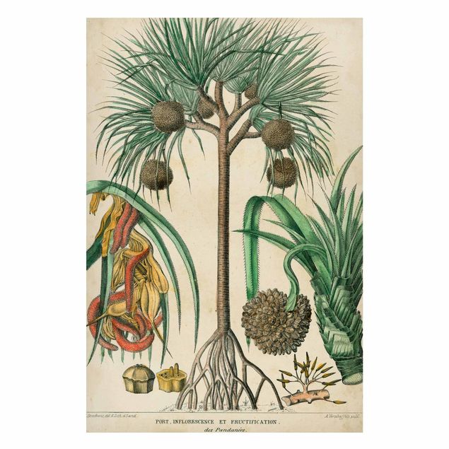 Billeder landskaber Vintage Board Exotic Palms I