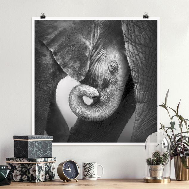 Billeder elefanter Mother's Love