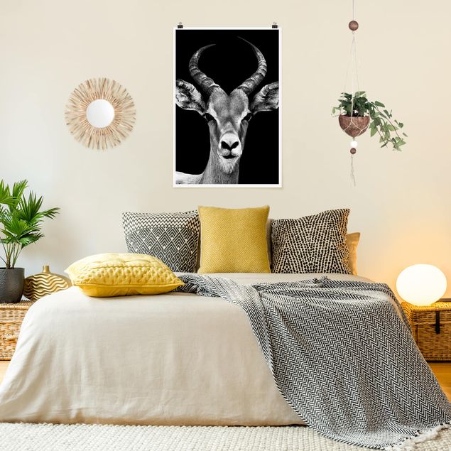 Plakater dyr Impala antelope black and white