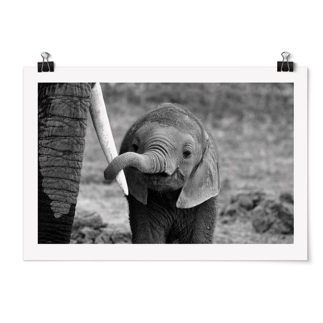 Plakater dyr Baby Elephant