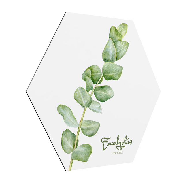 Billeder ordsprog Watercolour Botany Eucalyptus