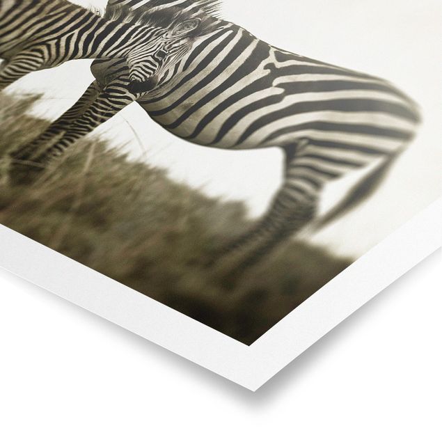 Billeder Afrika Zebra Couple