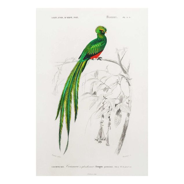 Billeder grøn Vintage Board Tropical Bird I