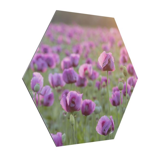 Billeder blomster Purple Poppy Flower Meadow In Spring