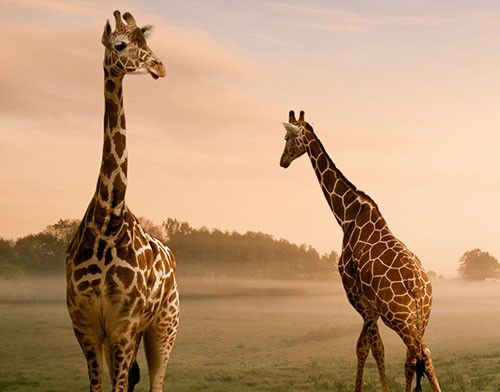 Flise klistermærker Surreal Giraffes