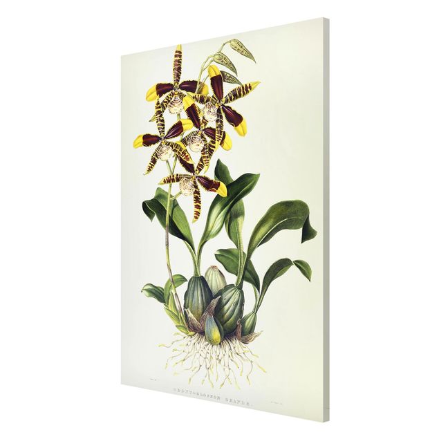 Kunst stilarter Maxim Gauci - Orchid II