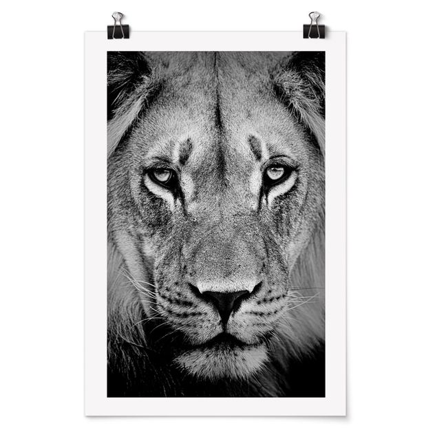 Plakater dyr Old Lion
