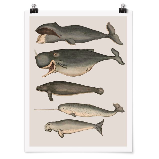 Plakater dyr Five Vintage Whales