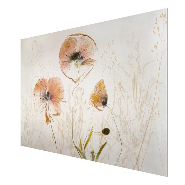 Billeder blomster Dried Poppy Flowers With Delicate Grasses