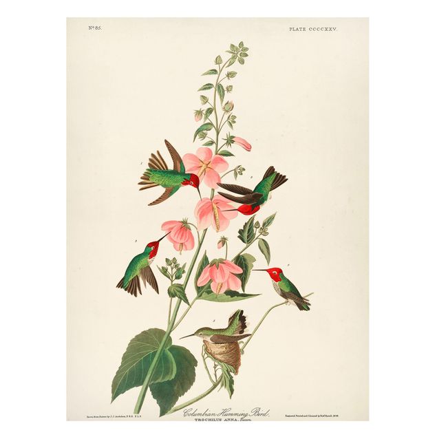 Magnettavler blomster Vintage Board Colombian Hummingbird
