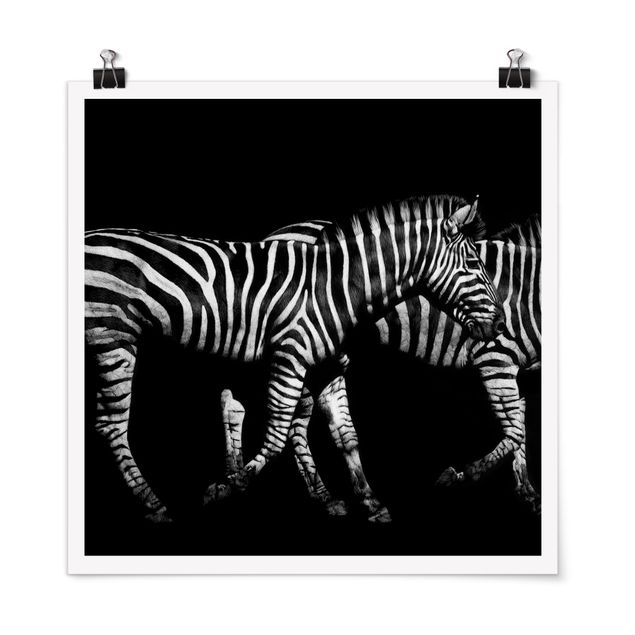 Plakater sort og hvid Zebra In The Dark