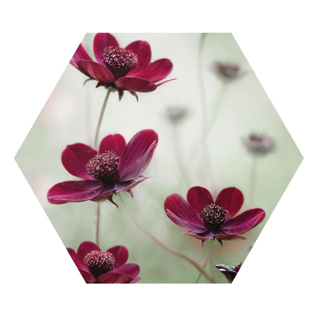 Forex Pink Cosmos Flower
